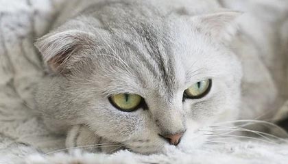 开云下载-理性追星!奥纳纳推开想与他合影的球迷,但被另一人丢水瓶