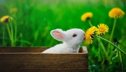 开云体育官网-德转预热西甲身价：安东尼确定上涨，四档可选最高4500万欧